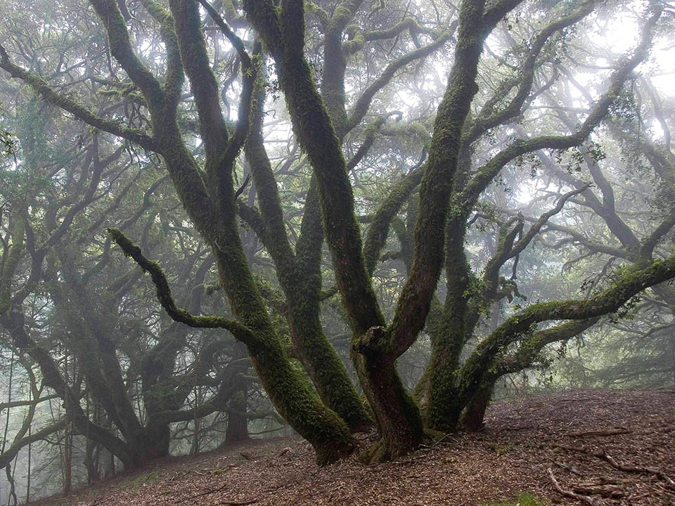 Oak woodland in fog Twisting, moss-covered trunks of coast live oaks on a fog-drenched hillside