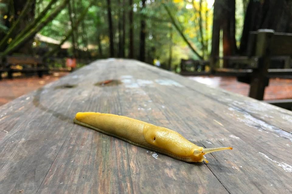 Banana slug on a boardwalk