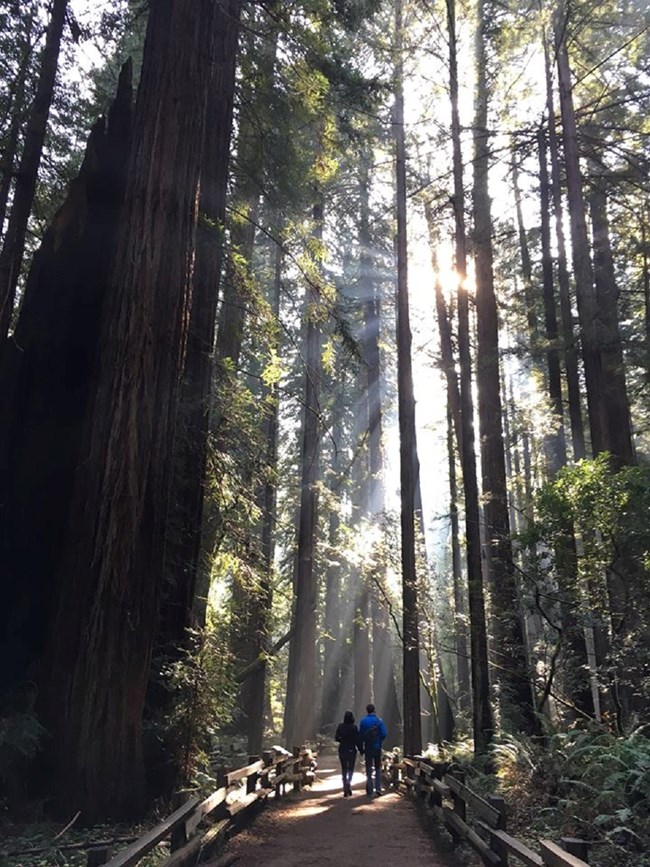 Two people jogging on a trail next to redwoods