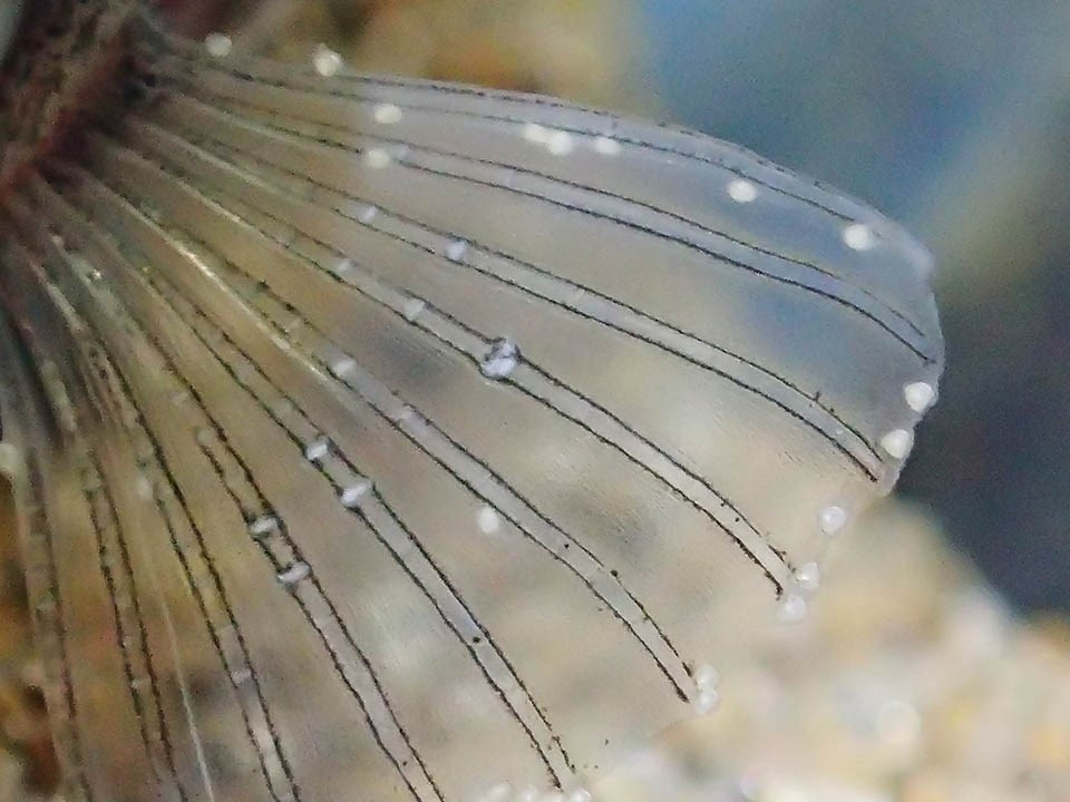 Macro view of a stickleback fin covered with a smattering of tiny white dots