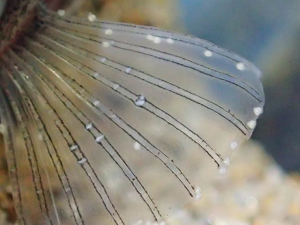 Stickleback fin with glochidia attached Macro view of a stickleback fin covered with a smattering of tiny white dots