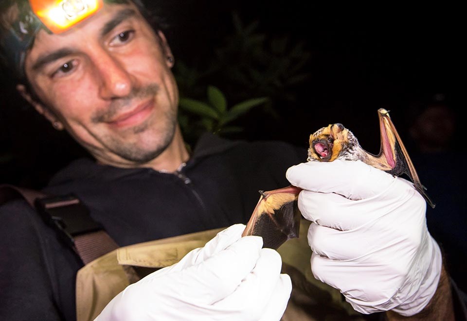 Person holding a hoary bat with gloved hands