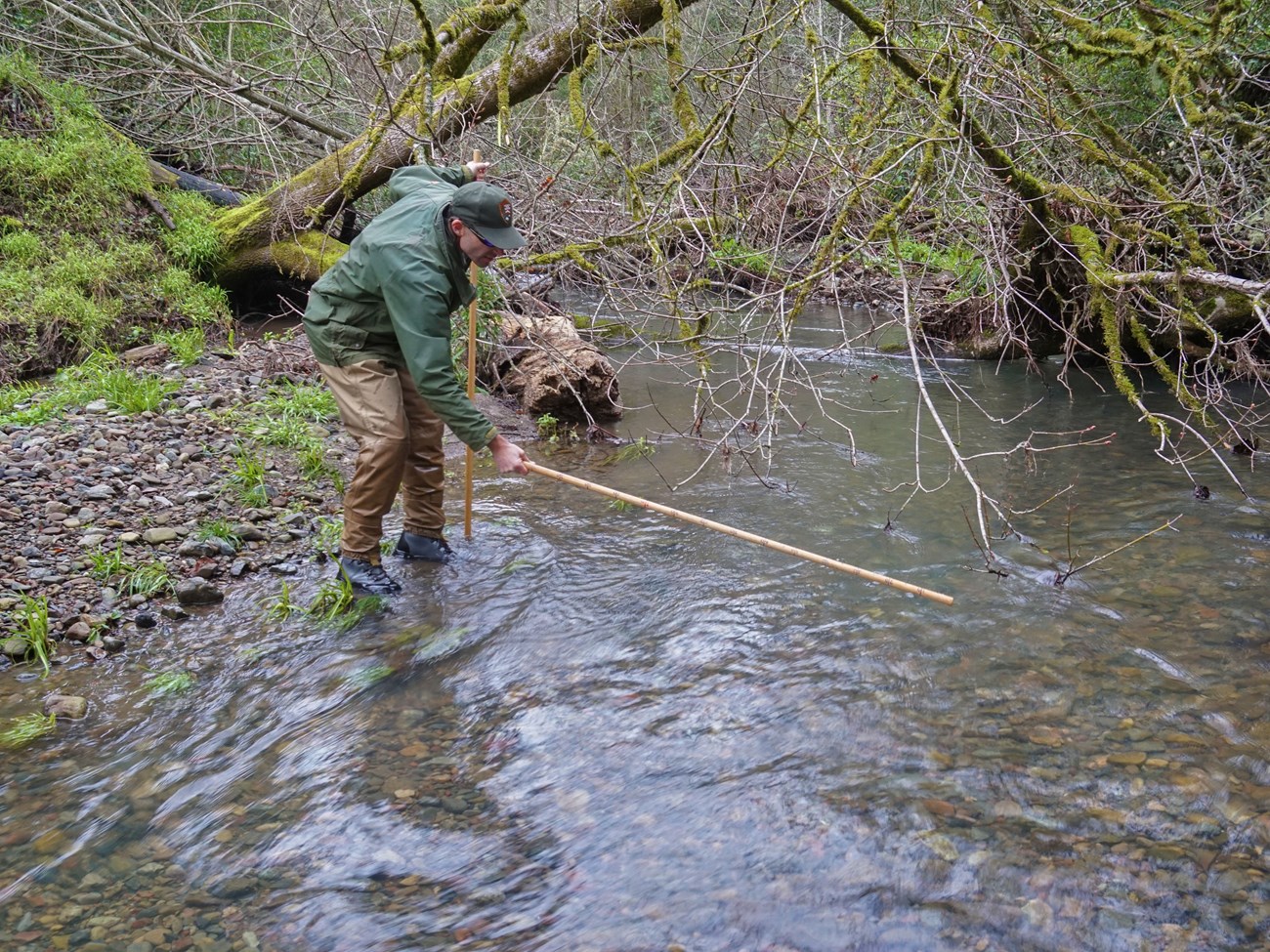 Measuring a redd National Park Service biologist leaning over a creel with a measuring stick