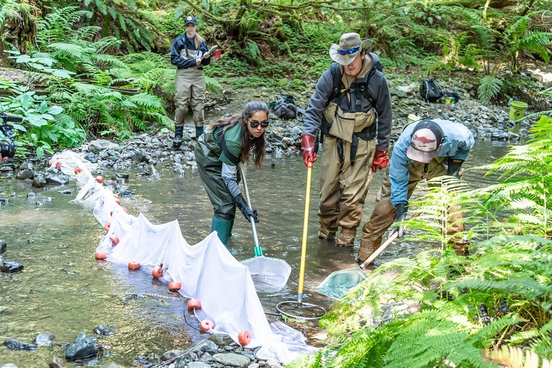 Catching fish in Muir Woods Three biologists scoop fish out of a netted-off section of creek.