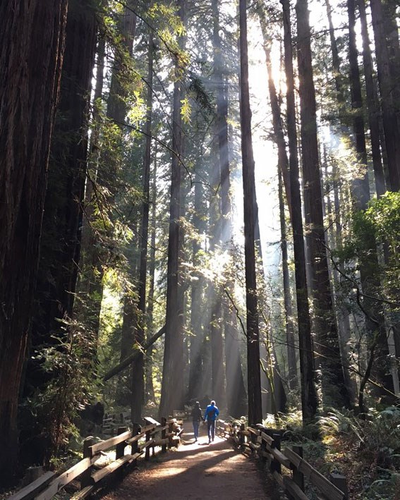 hikers in redwood forest