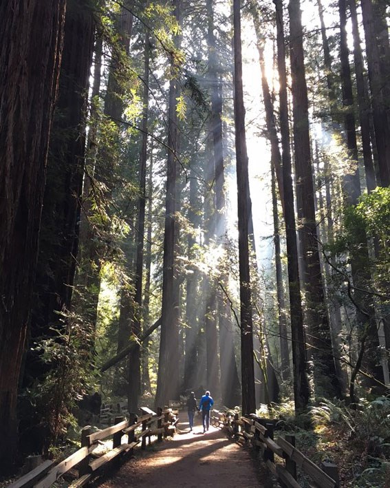 hikers in redwood forest