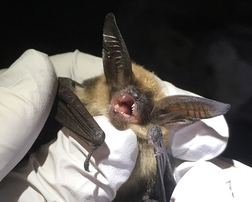 Western long-eared myotis being held by the gloved hands of a biologist