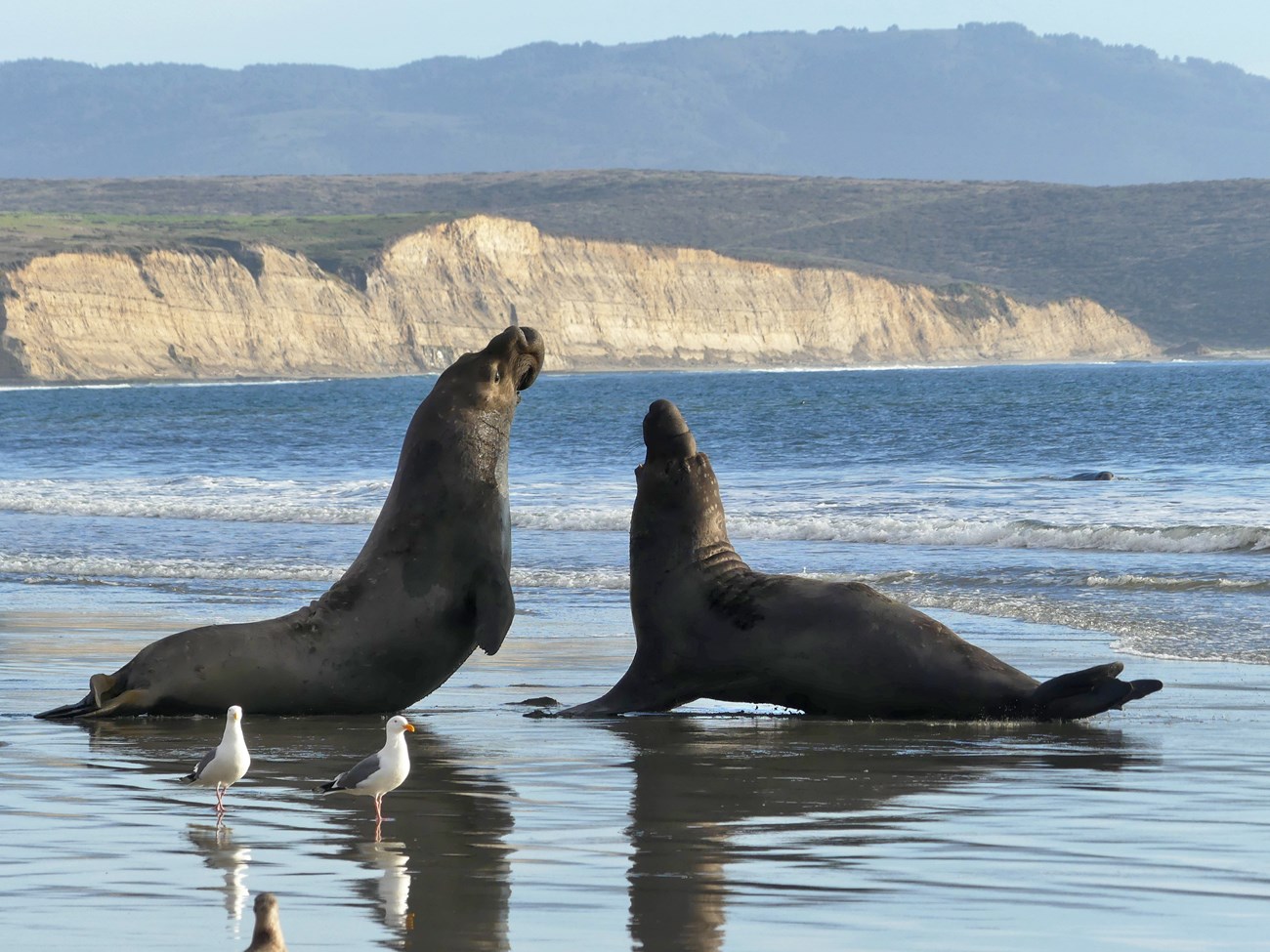 Two hefty elephant seals face off at the edge of the surf. One of them is mid-leap, appearing taller than its opponent with just its hind end still in contact with the beach. Iconic Point Reyes bluffs make for a scenic backdrop to the drama.
