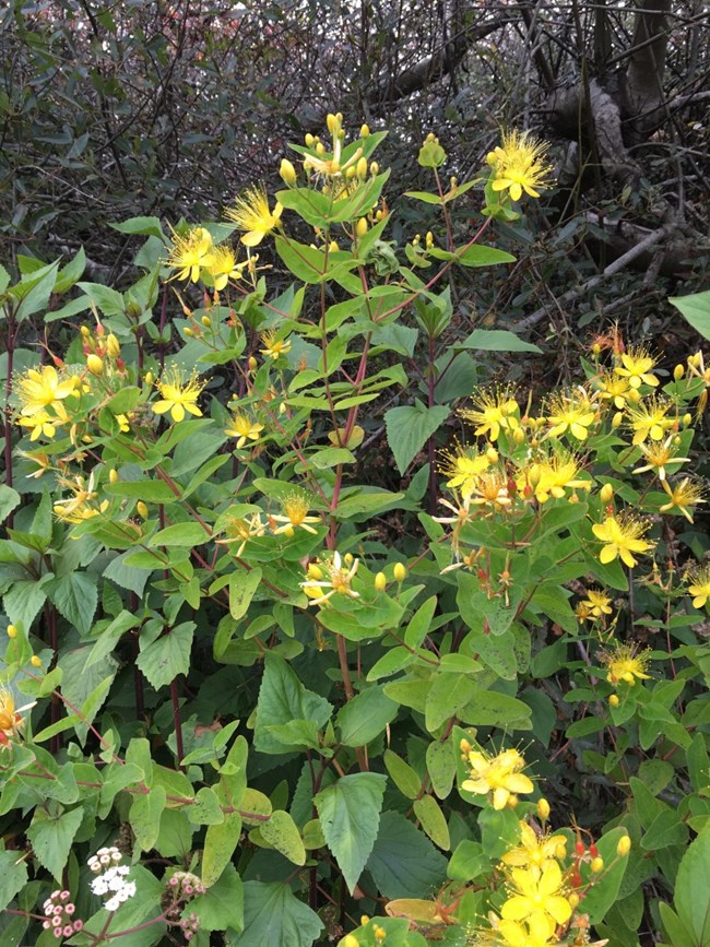 Malfurada and thoroughwort, Stinson Beach