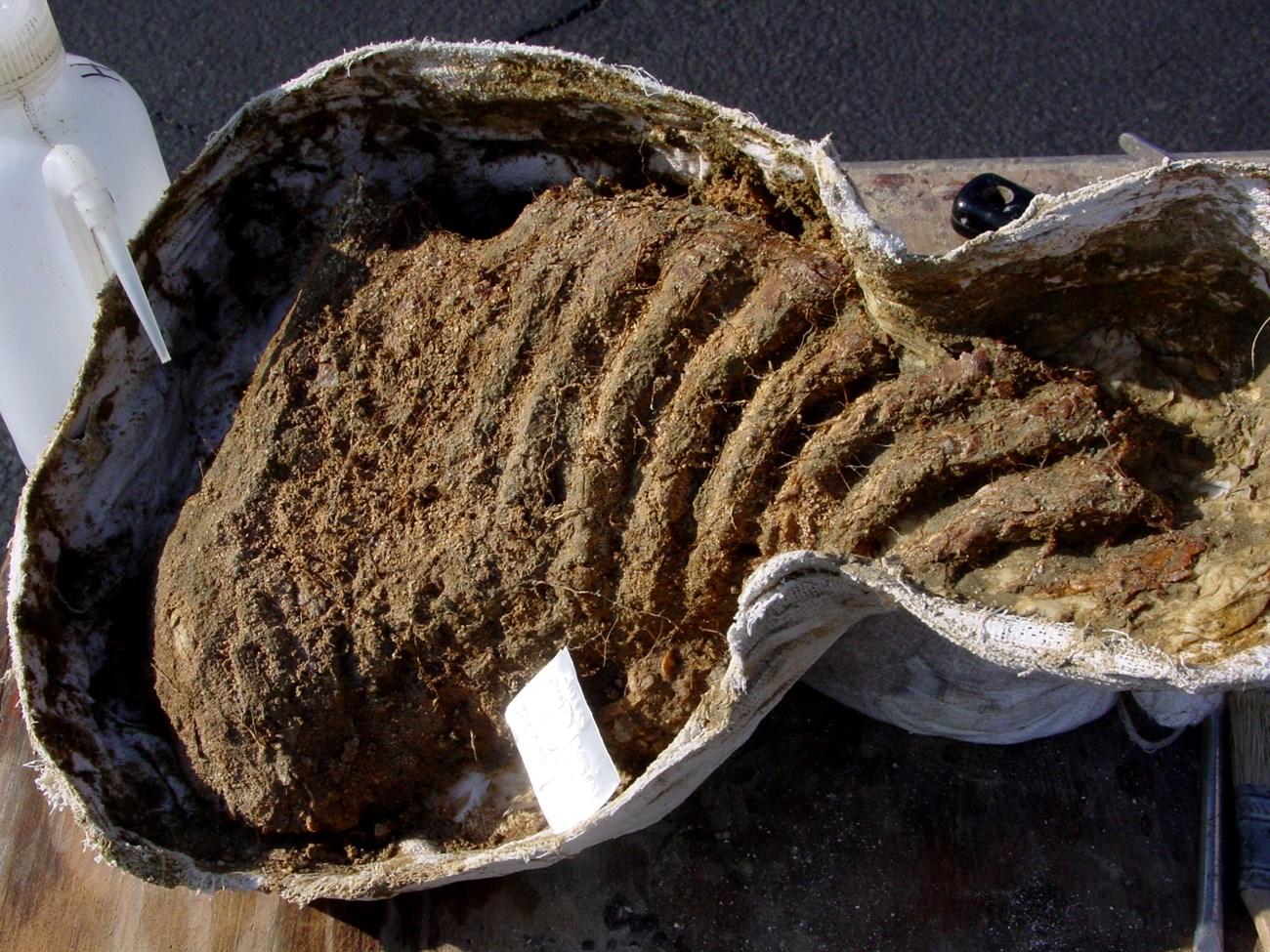 A fossilized mammoth tooth wrapped in plastic. The tooth itself looks like a rib cage of parallel lines.