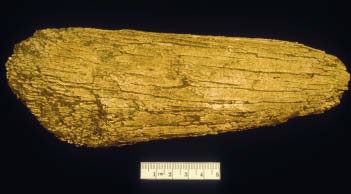 A golden fragment of mammoth tusk is pictured with a black background