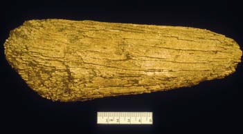 Mammoth tusk A golden fragment of mammoth tusk is pictured with a black background