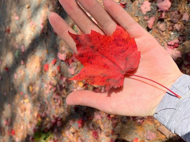 a closeup of a maple leaf in the hand of the picture taker