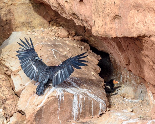 A bird's head is visible from behind a rock as another bird lands at the nest.