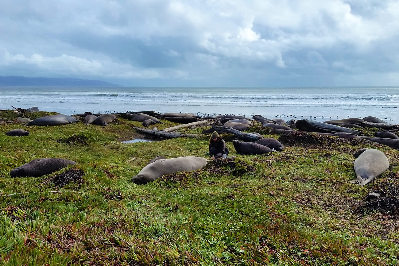 A person crouches behind an adult elephant seal on the beach, preparing to tag its tail flippers