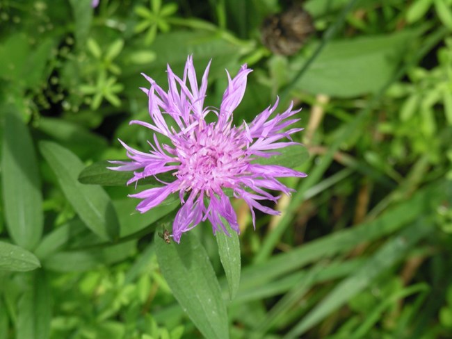 Showy pink flower