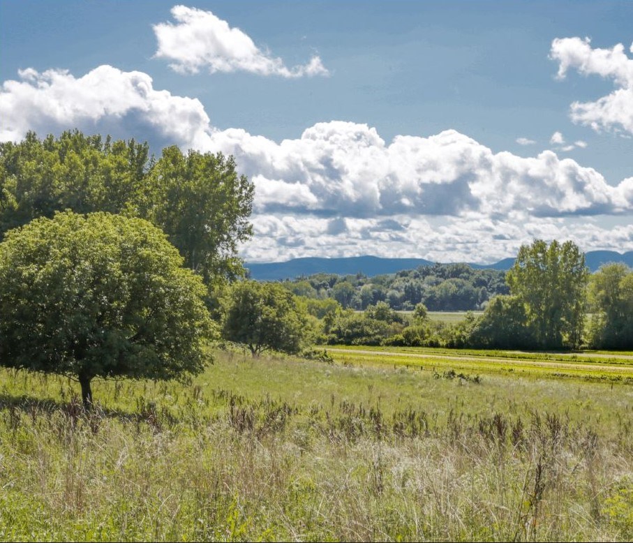 Image of green fields and tall trees at the Martin Van Buren National Historic Site.