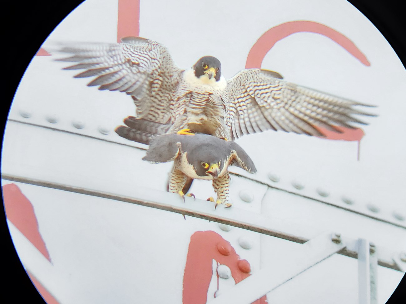 View through a scope of peregrine falcons mating on the Alcatraz Water Tower