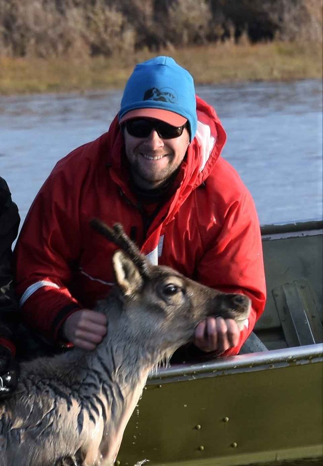 MattCameron_web Wildlife biologist Matt Cameron holds a caribou that is crossing a river.