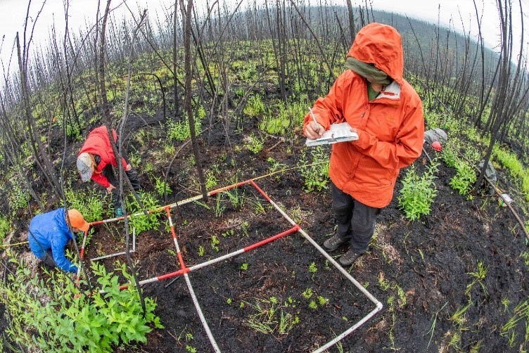 Ecologists in rain gear measure vegetation growth in a pre-burned area.