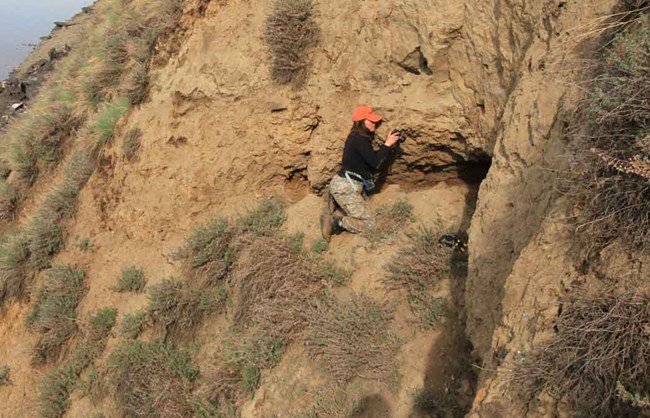 MelFlamme_PEFAnest_cropped_webIMG_1661 a researcher documents a Peregrine Falcon nest along the Yukon River.