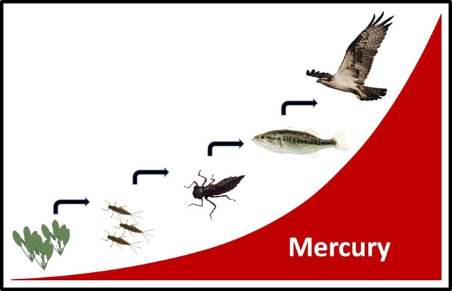 Diagram of biomagnification up the food chain, from plants to mayfly larvae to dragonfly larvae to fish to birds.