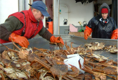 two people sort crabs on a fishing boat deck