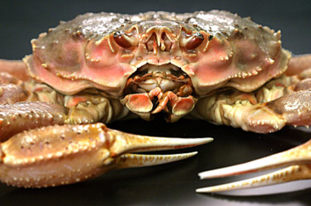 a close up shot of a tanner crab