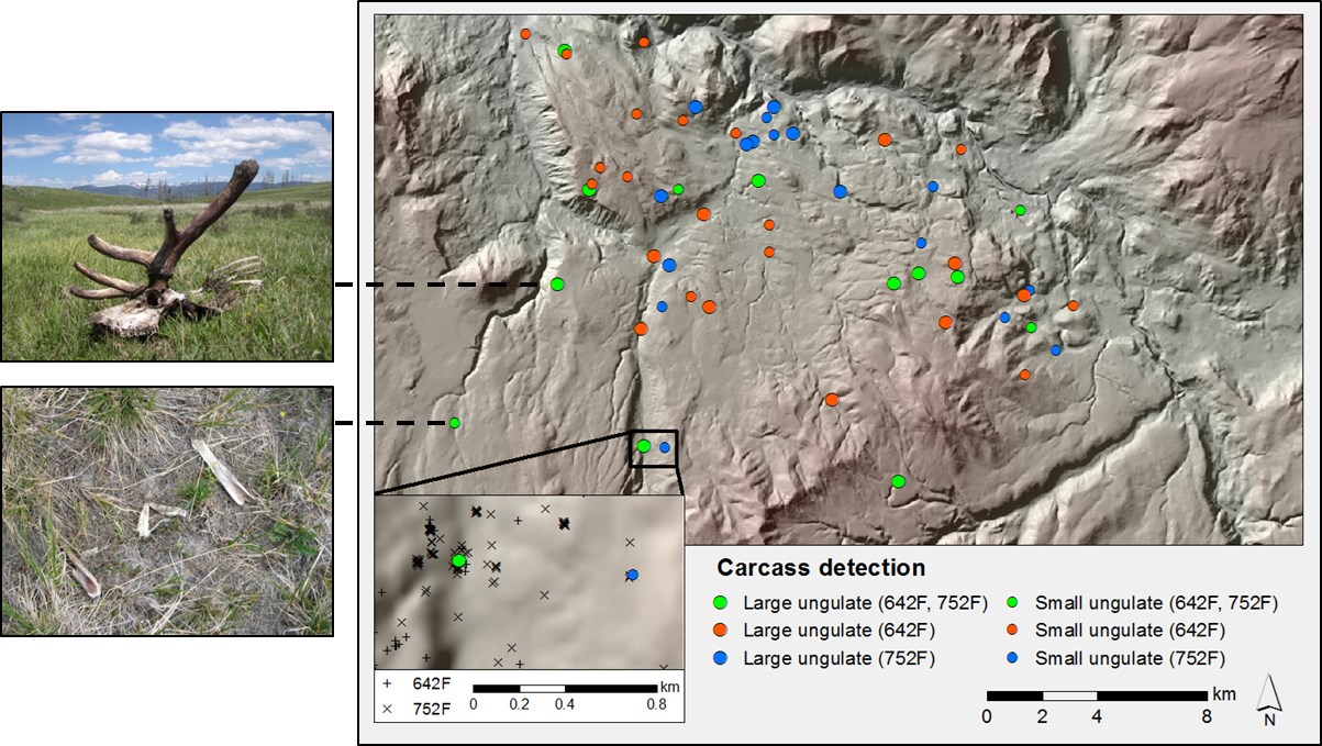 Metz_Figure_2 Example of carcasses found via GPS clusters