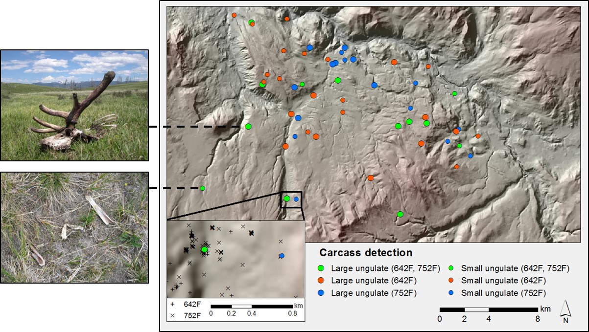 Example of carcasses found via GPS clusters