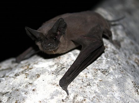 A Mexican free-tailed bat rests on a rock.