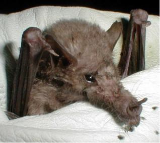 Gloved hand holding a Mexican long-tongued bat