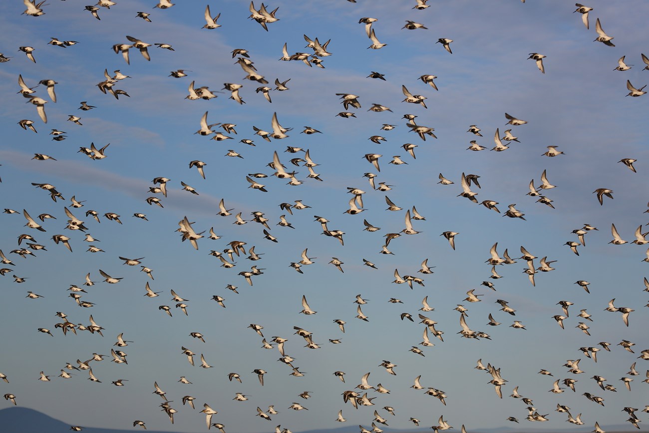 Flock of migrating birds in the sky