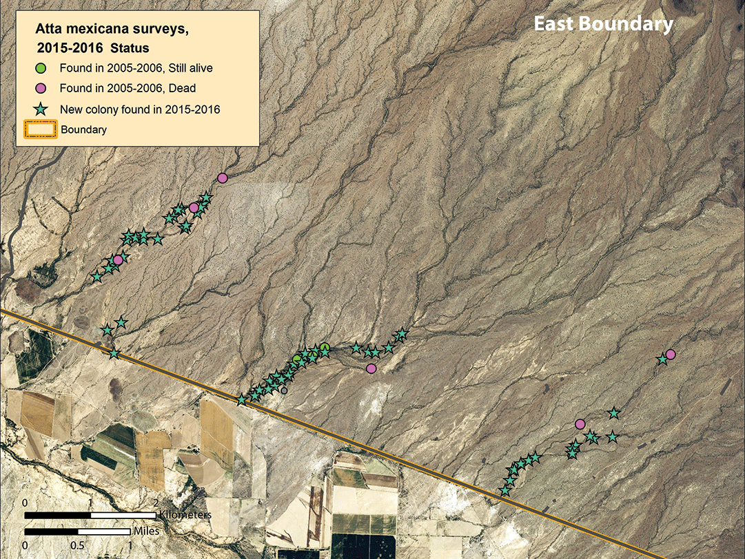Map of colonies found along the eastern arroyo transects 9–11, east-southeast of Lukeville. Figure 10. Map of colonies found along the eastern arroyo transects 9–11, east-southeast of Lukeville.