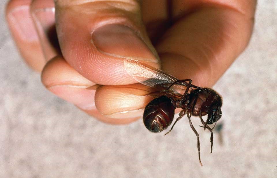 Winged female (alate) reproductive of Atta mexicana Winged female ant