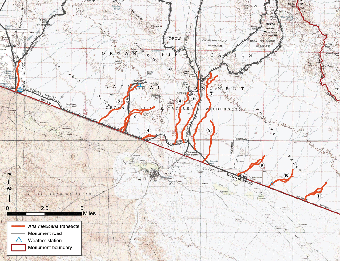 Map of the 11 arroyo survey transects (highlighted and numbered) along the southern border of Organ Pipe Cactus National Monument. Triangles show locations of weather stations referenced in text.