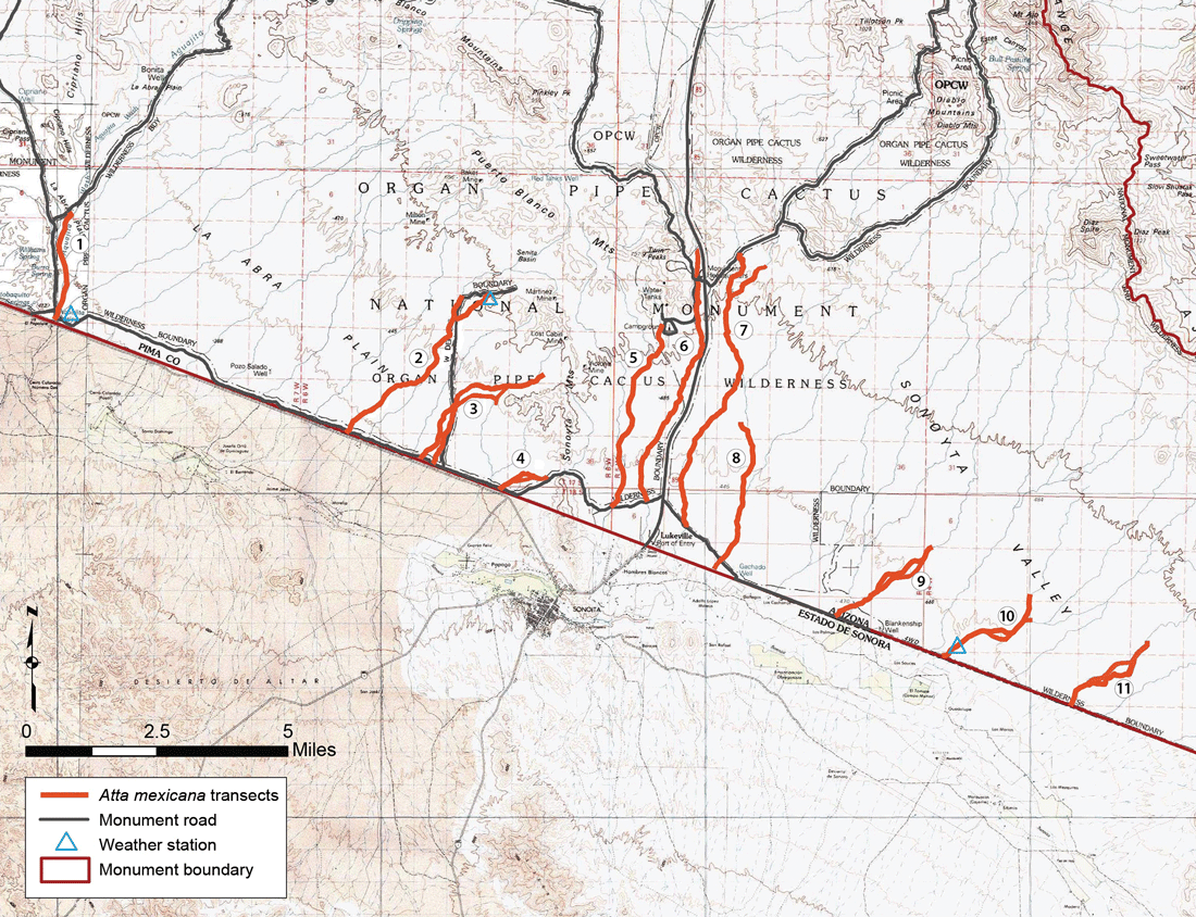 Map of the 11 arroyo survey transects (highlighted and numbered) along the southern border of Organ Pipe Cactus National Monument. Triangles show locations of weather stations referenced in text. Map of the 11 arroyo survey transects (highlighted and numbered) along the southern border of Organ Pipe Cactus National Monument. Triangles show locations of weather stations referenced in text.