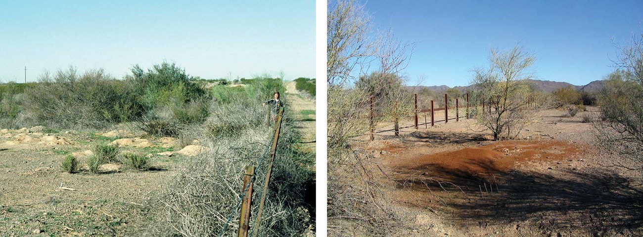 Left: mature colony on Mexico border looking west; Right: Same colony looking east