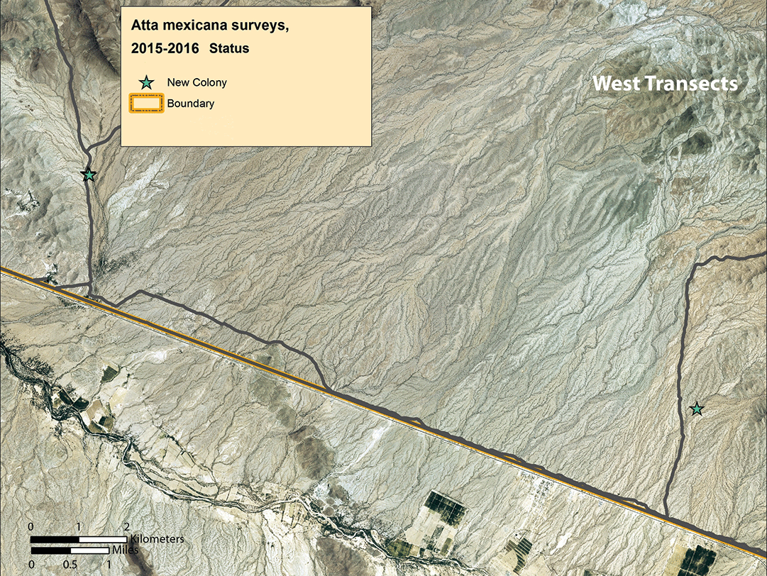 Figure 8. Map of colonies found along the western arroyo transects 1–3.