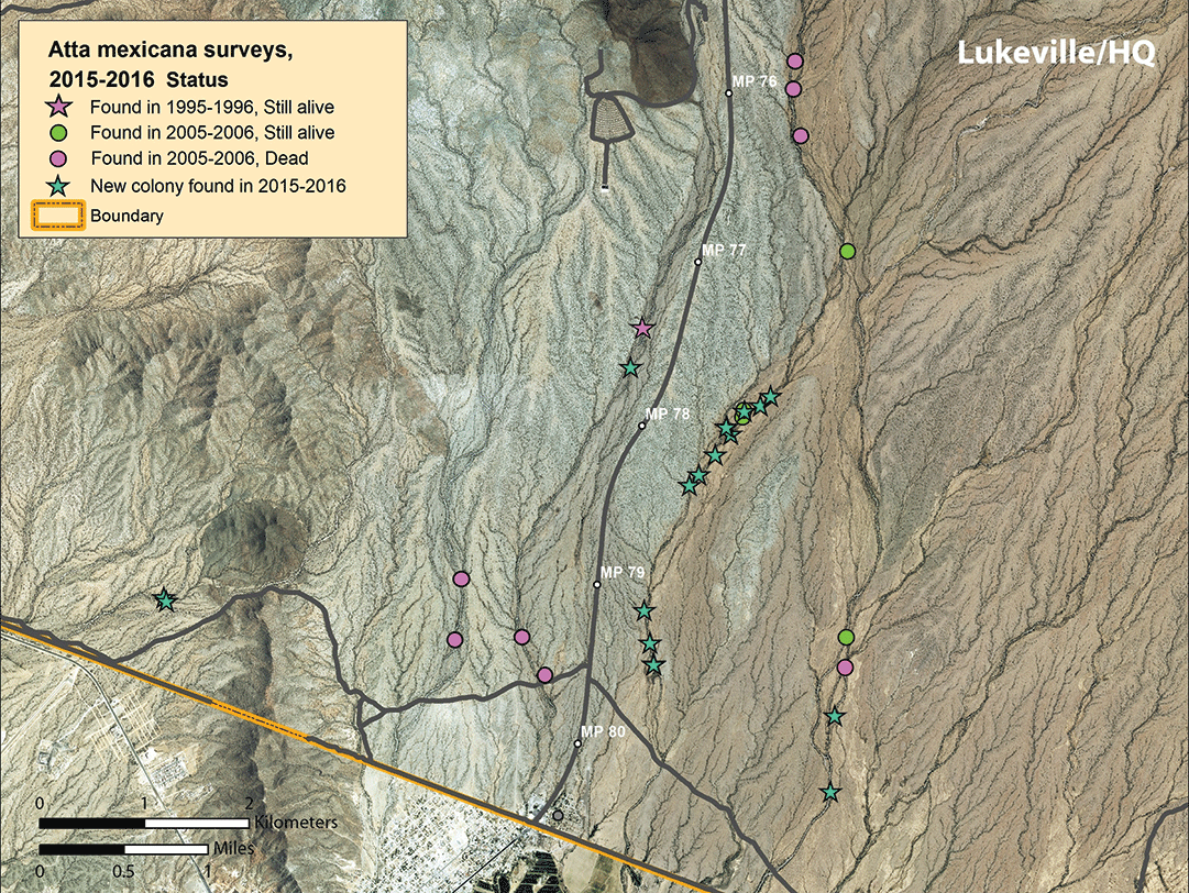 Figure 9. Map of colonies found along arroyo transects 4–8 in proximity to park headquarters, Lukeville, and Highway 85. Map of colonies found along arroyo transects 4–8 in proximity to park headquarters, Lukeville, and Highway 85.