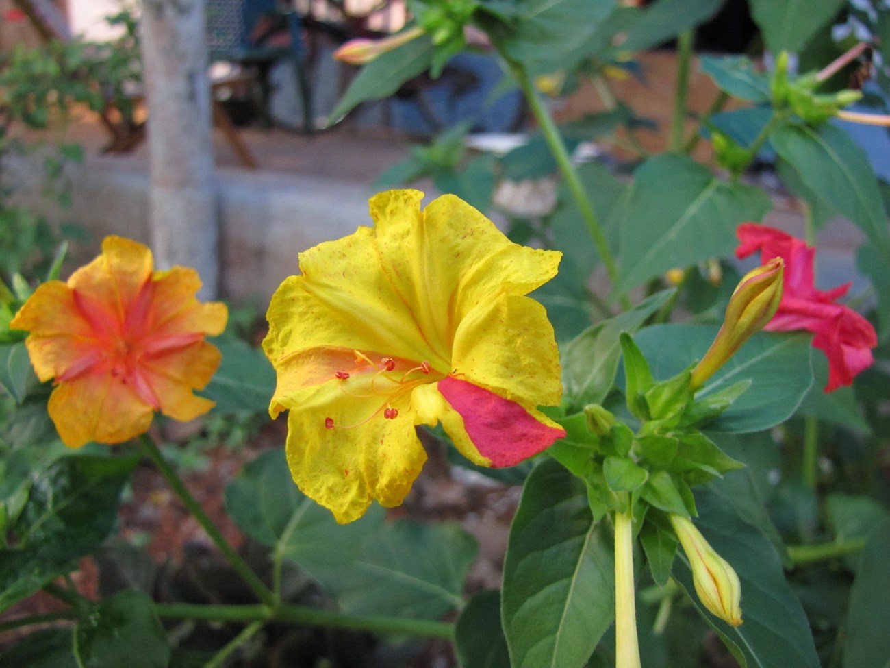 Image of the Jalapa in multi-color bloom