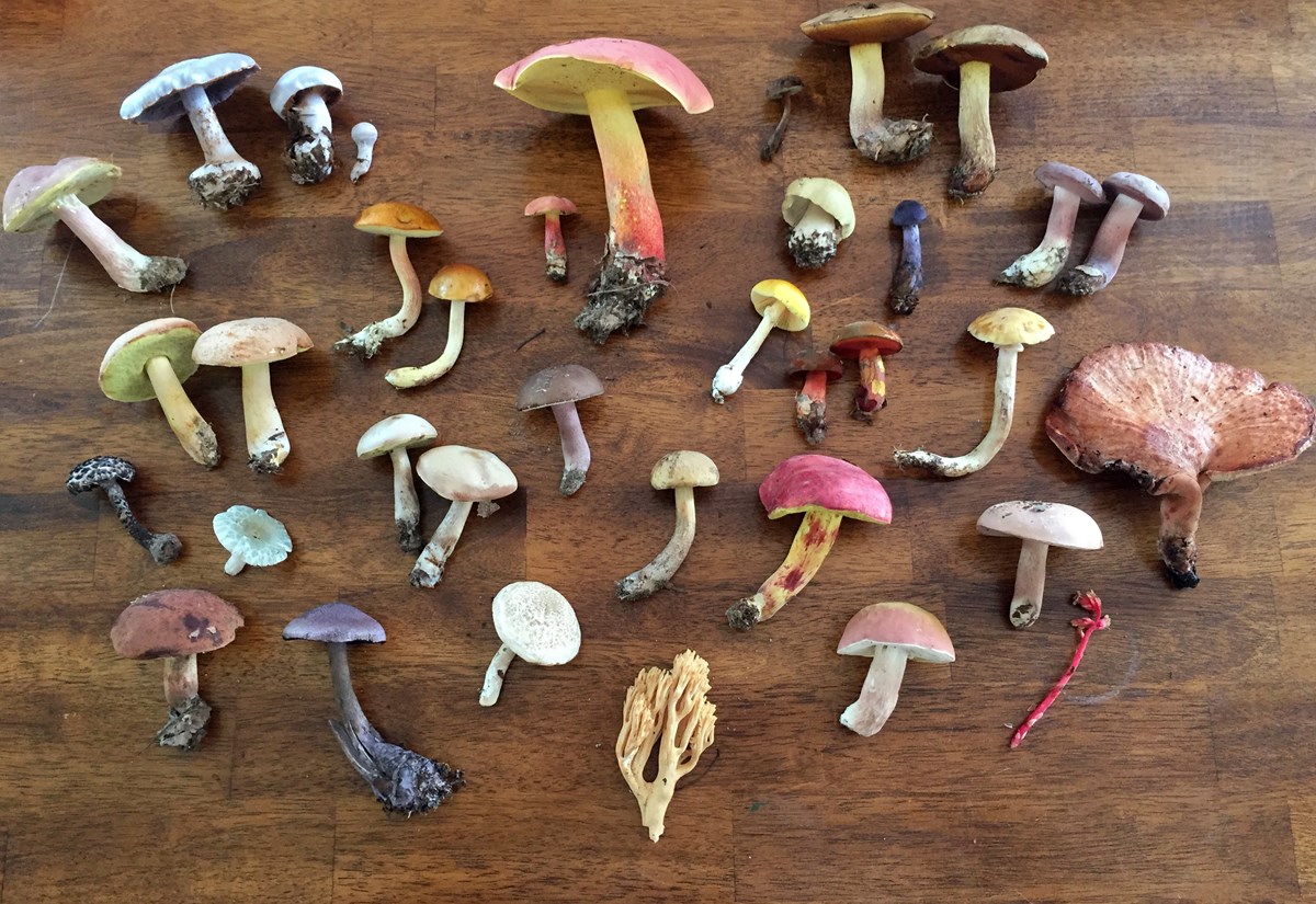 So Many Mushrooms U S National Park Service So Many Mushrooms U S National Park Service