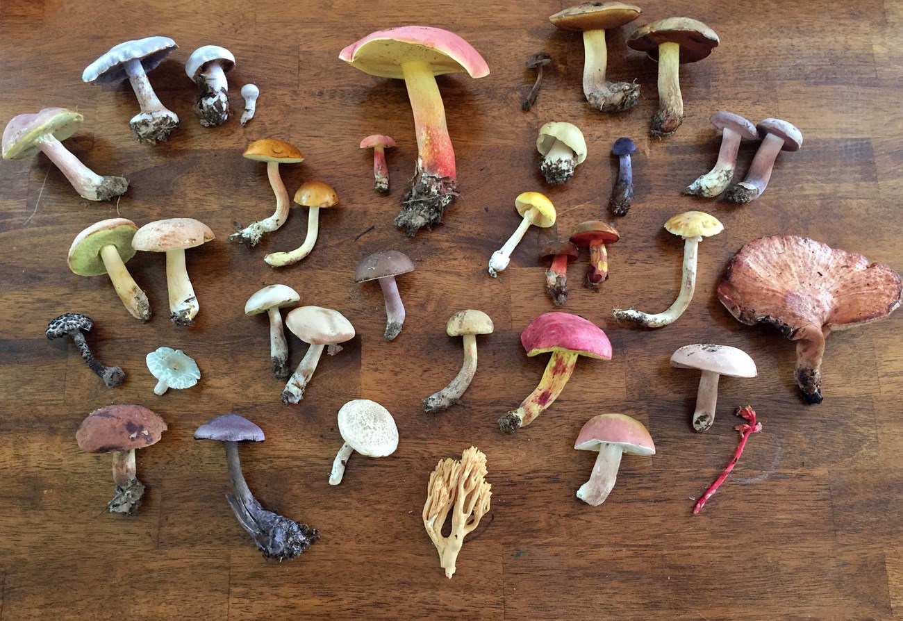 An Indian pipe flower and dozens of mushrooms of different shapes, colors, and sizes, all laid out on a wood floor