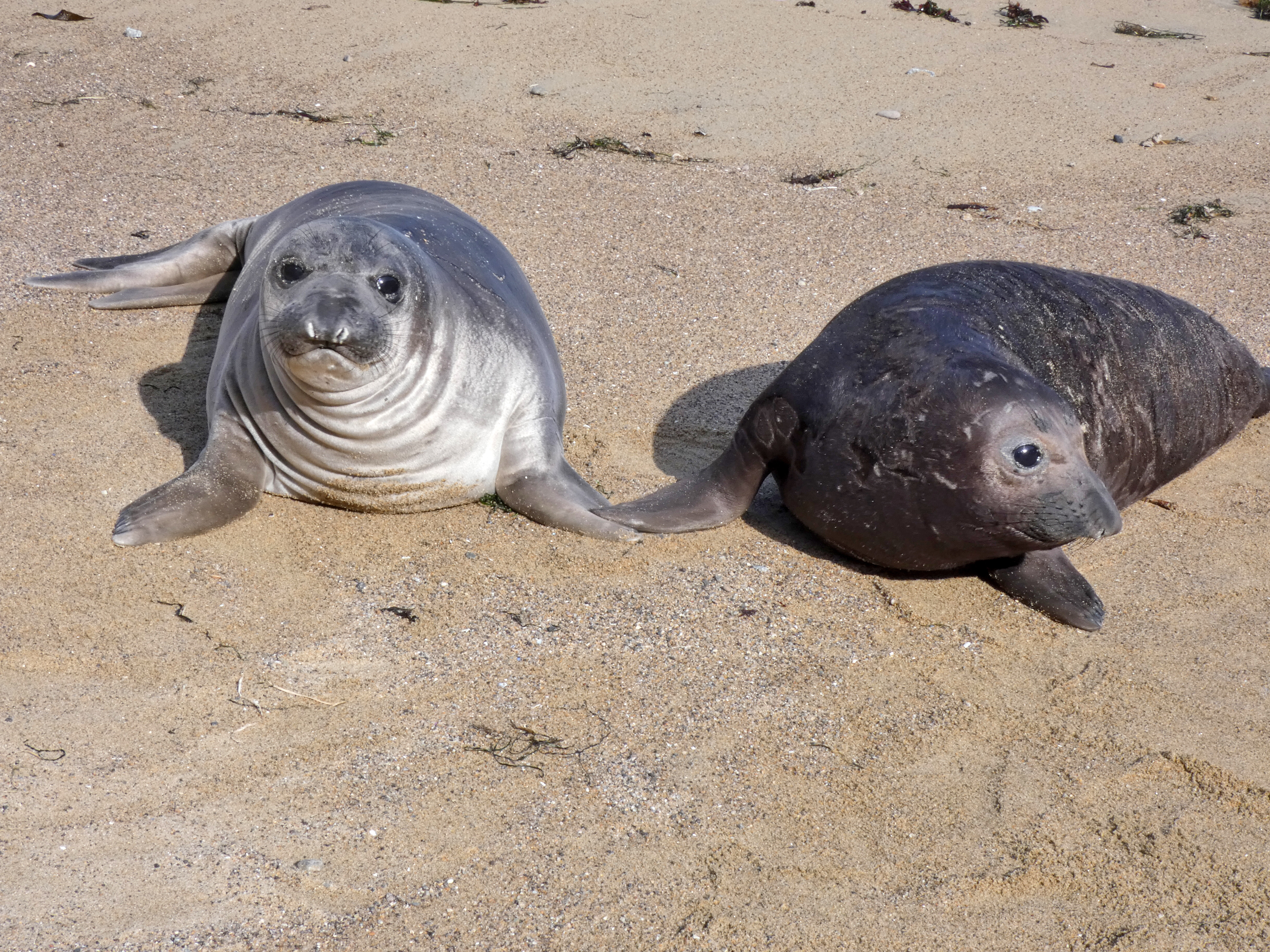 Weekly Elephant Seal Monitoring Update March 10, 2023 (U.S