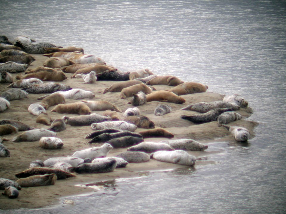 Molting harbor seals in Point Reyes Dozens of harbor seals lying close together on a spit of sand