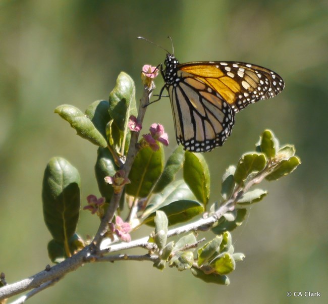 Monarch butterfly perched on newly emerging oak leaves