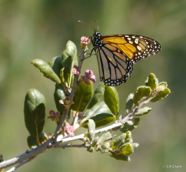 Western monarch butterfly Monarch butterfly perched on newly emerging oak leaves