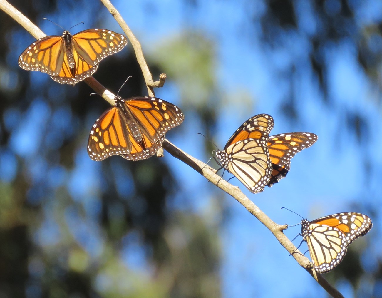Four monarch butterflies share a branch in the sunlight