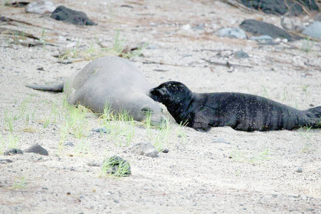 A monk seal mother and her pup laying on a beach