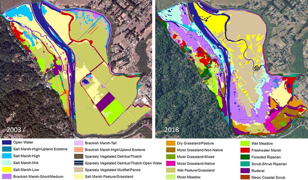 Side-by-side vegetation maps of the Giacomini wetlands in 2003 (left) and 2018 (right) showing a greater diversity of vegetation types in 2018.